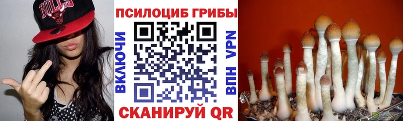 Купить Клин Псилоцибиновые грибы мицелий